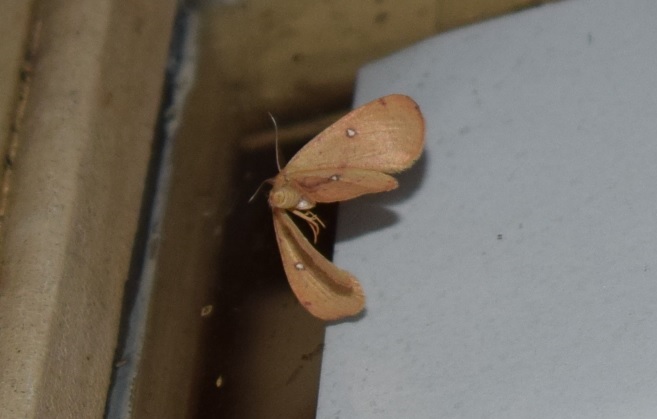 Lasiocampa quercus ( Lasiocampidae)? - No, Cyclophora cf. puppillaria, Geometridae